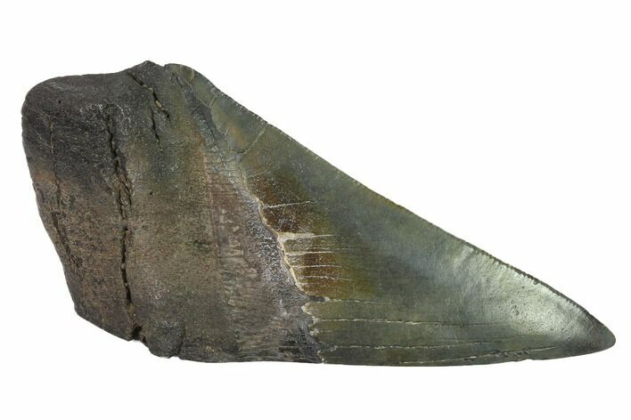 Partial, Fossil Megalodon Tooth Paper Weight #144433